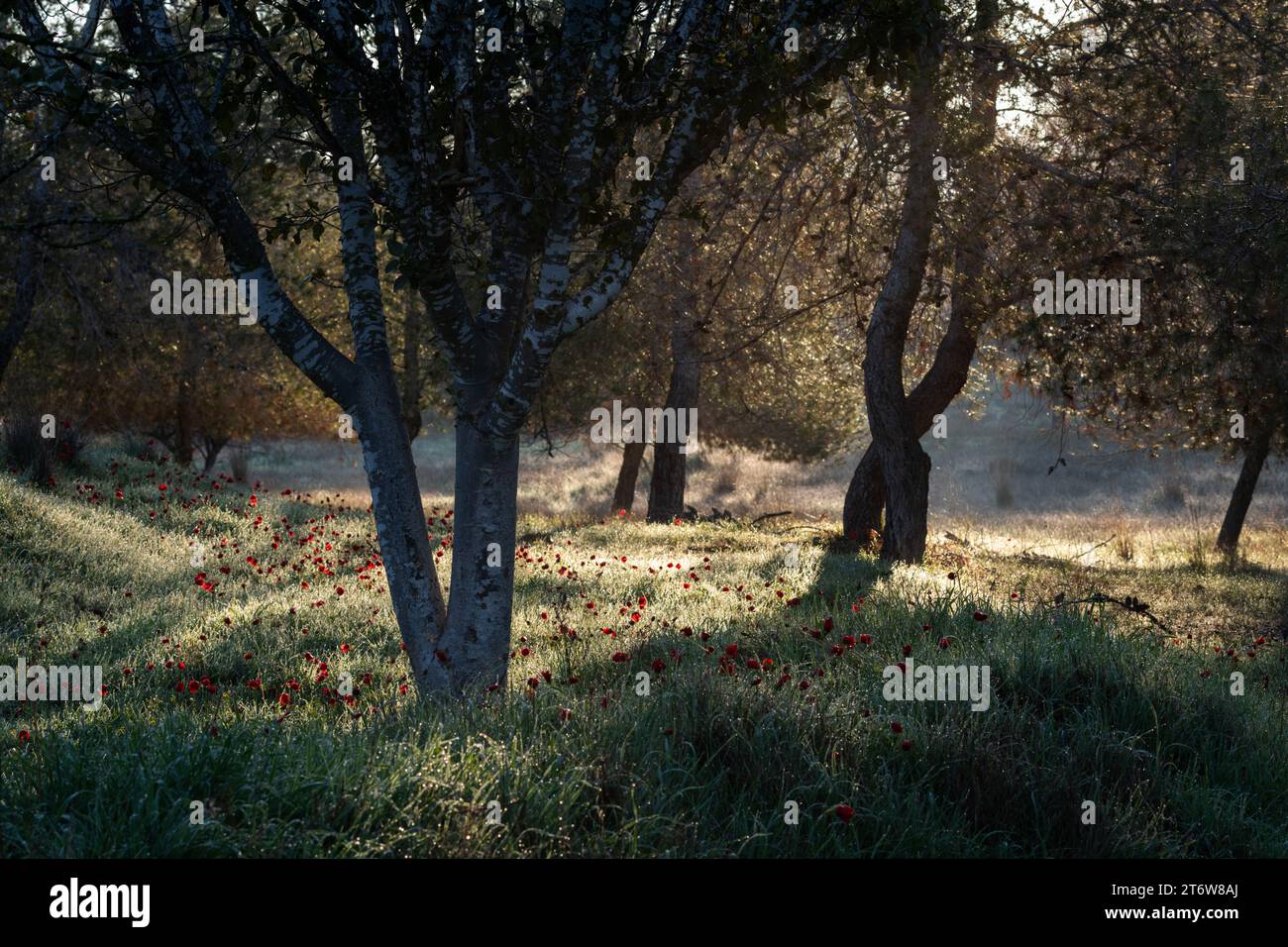 Im frühen Morgensonnenlicht wachsen reichlich Wildblumen auf einer Waldwiese in der westlichen Negev-Region in Zentralisrael. Stockfoto