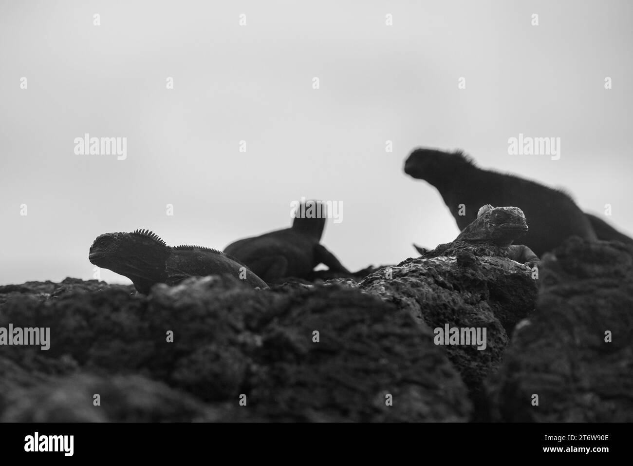 Eine Gruppe Leguane, die auf einigen Felsen auf Isabela Island, Galapagos Archipel, ruhen und sich sonnen Stockfoto