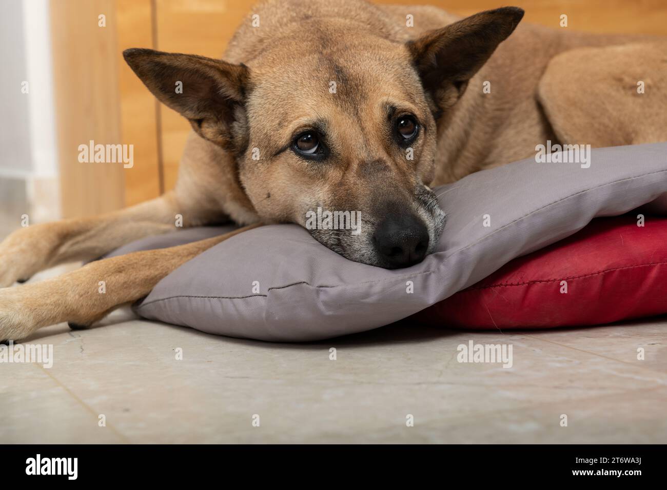 Ein verschlafener Hund liegt auf einem Hundebett mit hängenden, traurigen Augen Stockfoto
