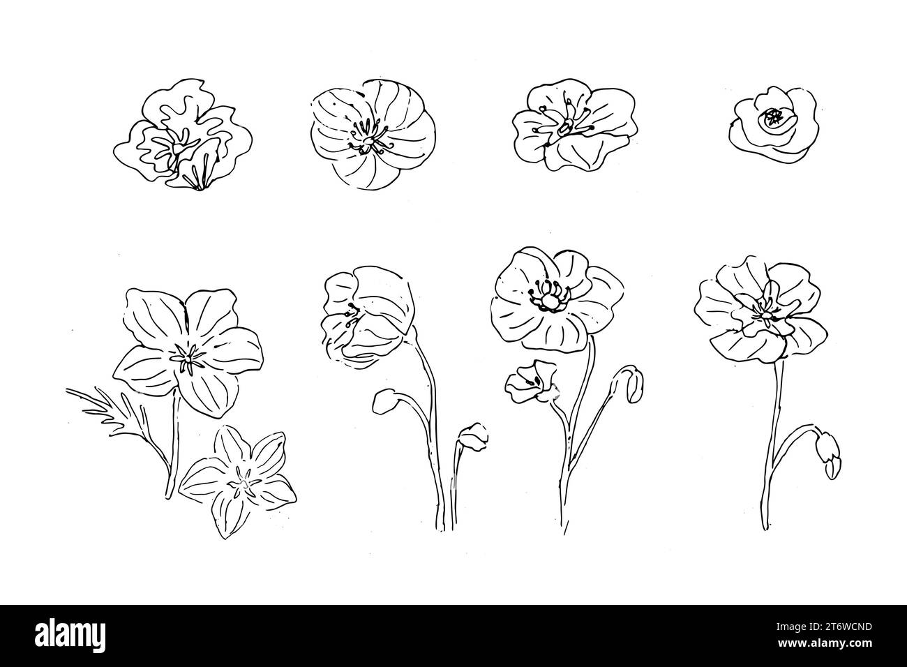 Satz Mohnblumen in handgezeichneter Skizze isoliert Stock Vektor