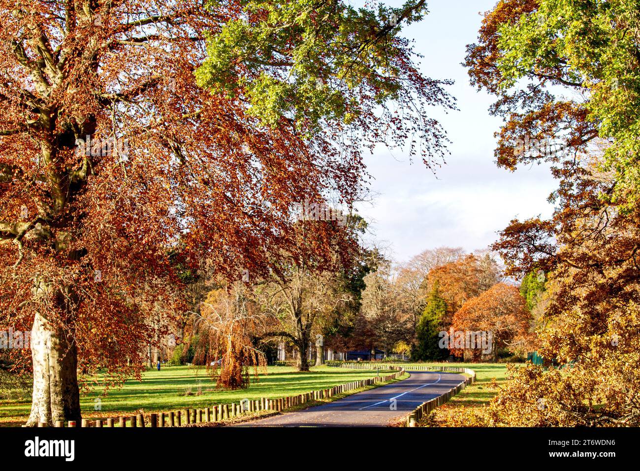 Dundee, Tayside, Schottland, Großbritannien. November 2023. Wetter in Großbritannien: Wunderschöne Herbstszenen im Dundee Camperdown Country Park in Schottland. Quelle: Dundee Photographics/Alamy Live News Stockfoto