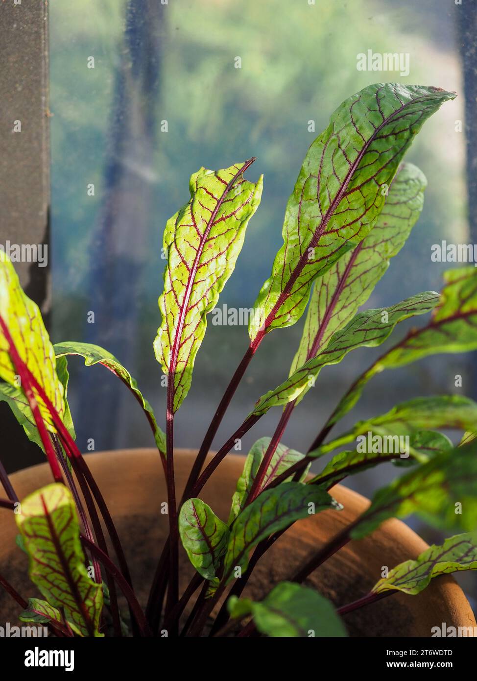 Rumex sanguineus (Rotampfer) Blätter, die im Winter Sonnenlicht in einem Gewächshaus im Dezember in Großbritannien leuchten Stockfoto