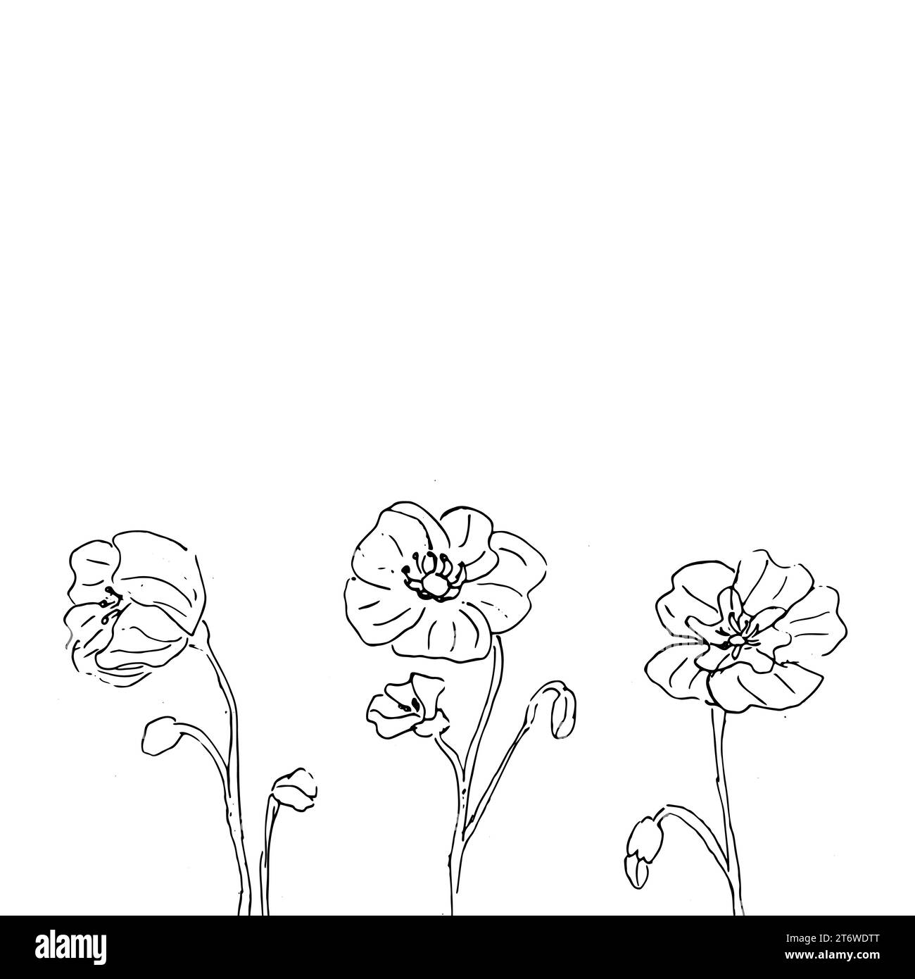 Umrandung der Mohnblume auf weißem Hintergrund Stock Vektor