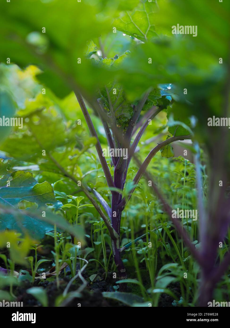 Nahaufnahme einer jungen Kalettenpflanze (Blütensprossen) mit violettem Stiel und frischen grünen Blättern, die im frühen Winter in Großbritannien in einem Gemüsefleck wachsen Stockfoto