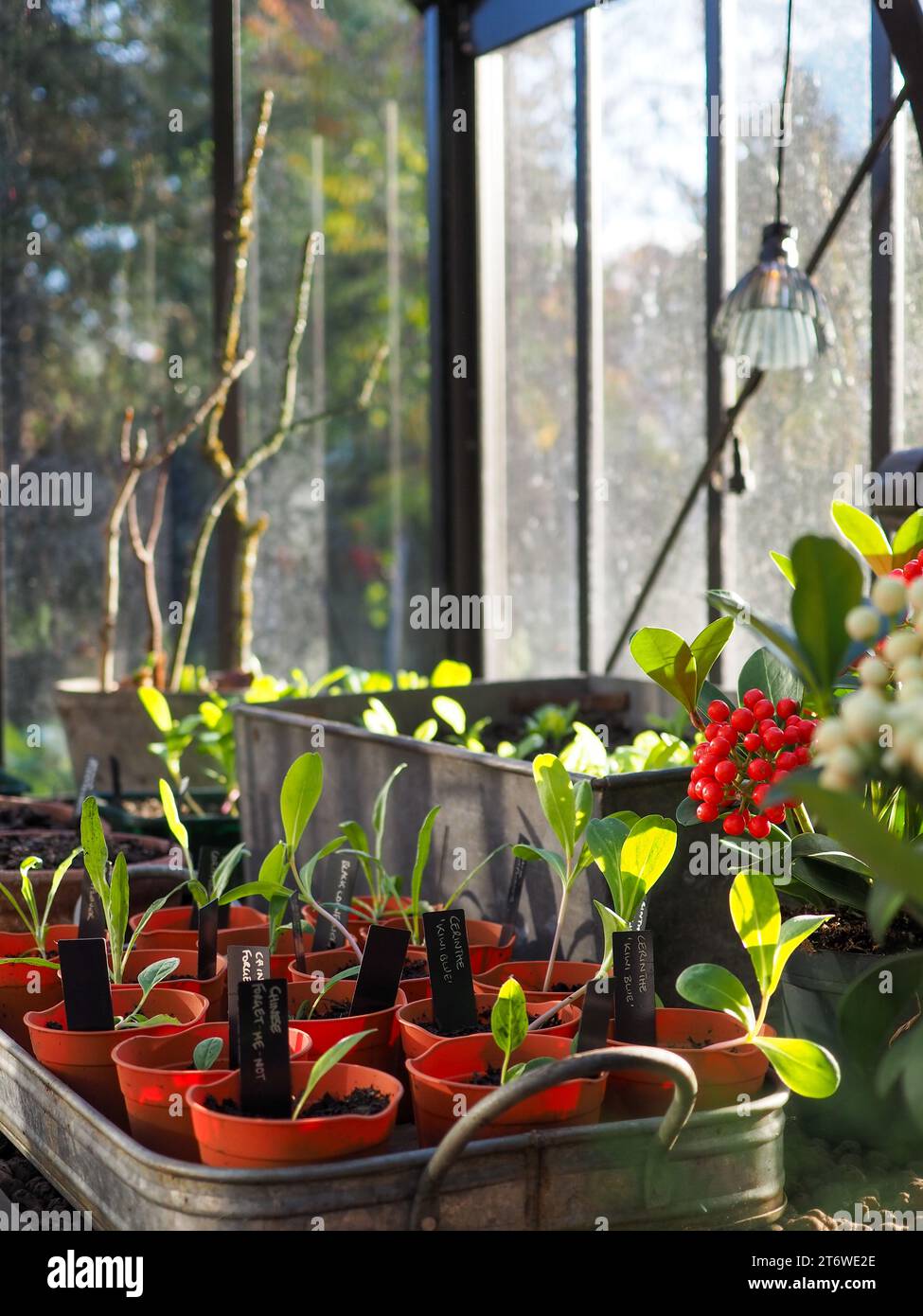 In einem britischen Gewächshaus im frühen Winter, mit Töpfen mit harten jährlichen Setzlingen und Wintersalaten, die von hellem Sonnenlicht beleuchtet werden Stockfoto