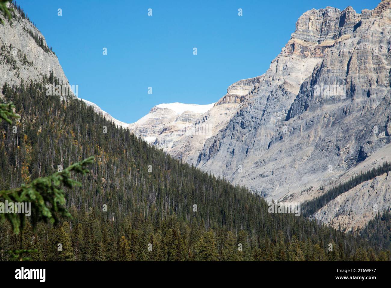 Emerald Lake, ein Süßwassersee im Yoho National Park, British Columbia, Kanada Stockfoto