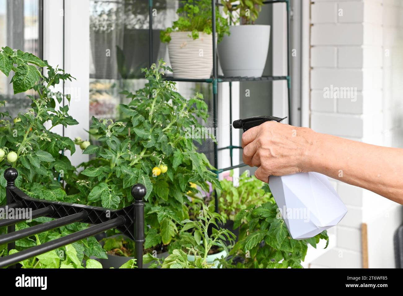 Im Sommer wachsen frische Kräuter zu Hause auf dem Balkon in Blumentöpfen. Nachhaltiger Lebensstil, frisches Bio-Gemüse, das zu Hause angebaut wird Stockfoto