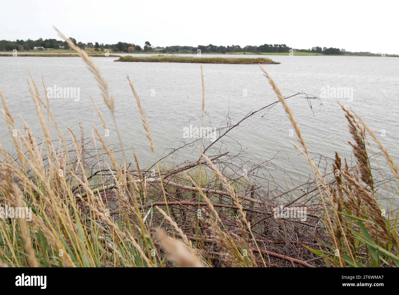 Samenköpfe von Gräsern, die über trockenem Baumzweig wachsen, um Küstenerosion einzudämmen, die bei Flut Inseln für Brutvögel gegenüberliegen. Stockfoto