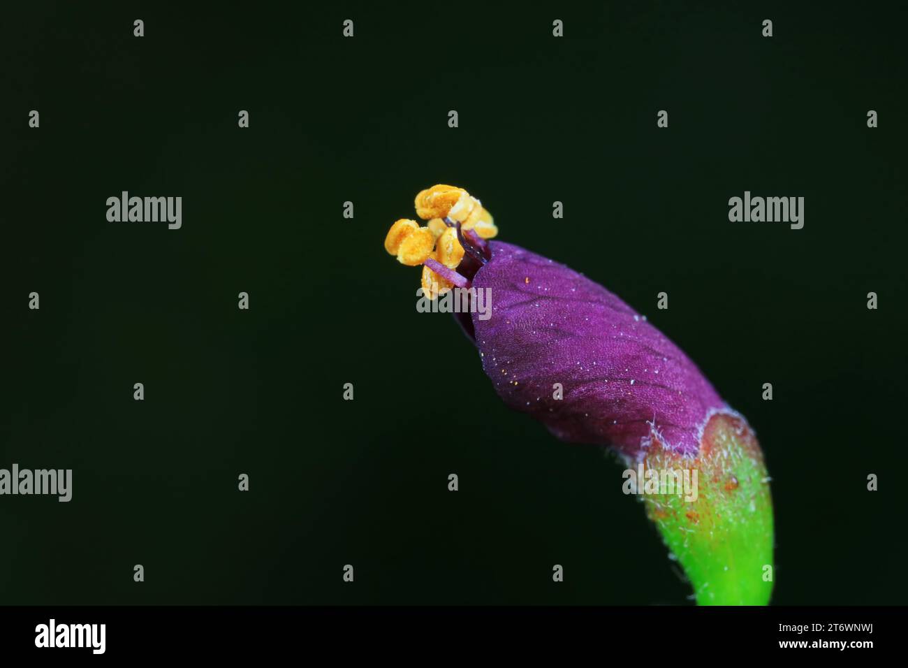 Nahaufnahme von Amorpha fruticosa Blüten, Nordchina Stockfoto