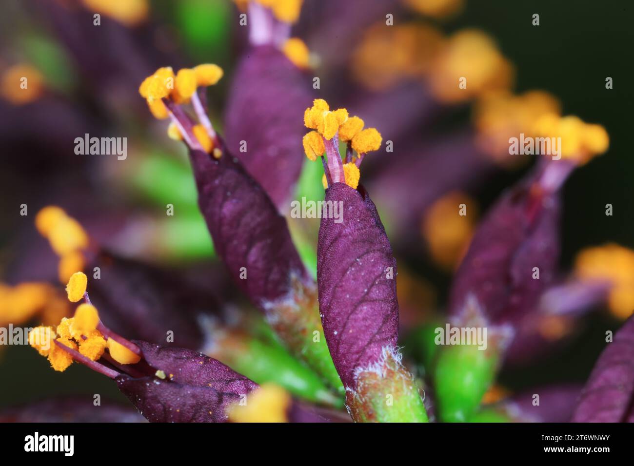 Nahaufnahme von Amorpha fruticosa Blüten, Nordchina Stockfoto