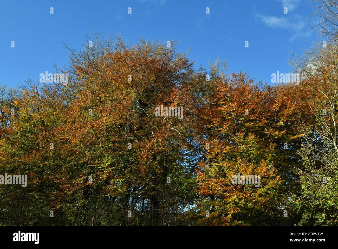Fforest Fawr Bäume mit Herbsttönen im November direkt neben dem Forestry Carpark und den Hügel hinauf durch Wälder zum Parkplatz. Stockfoto