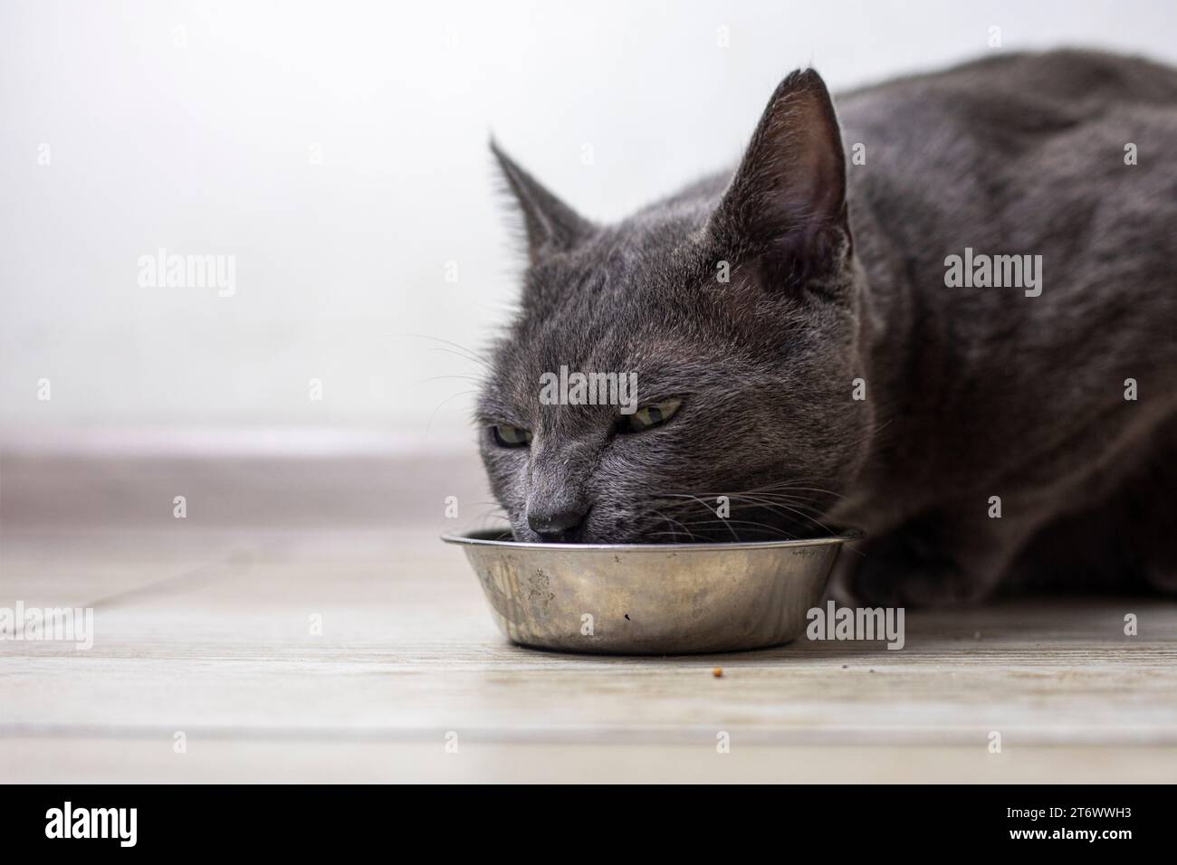 Die amerikanische burmesische Katze isst Trockenfutter in der Küche. Tierpflege Stockfoto