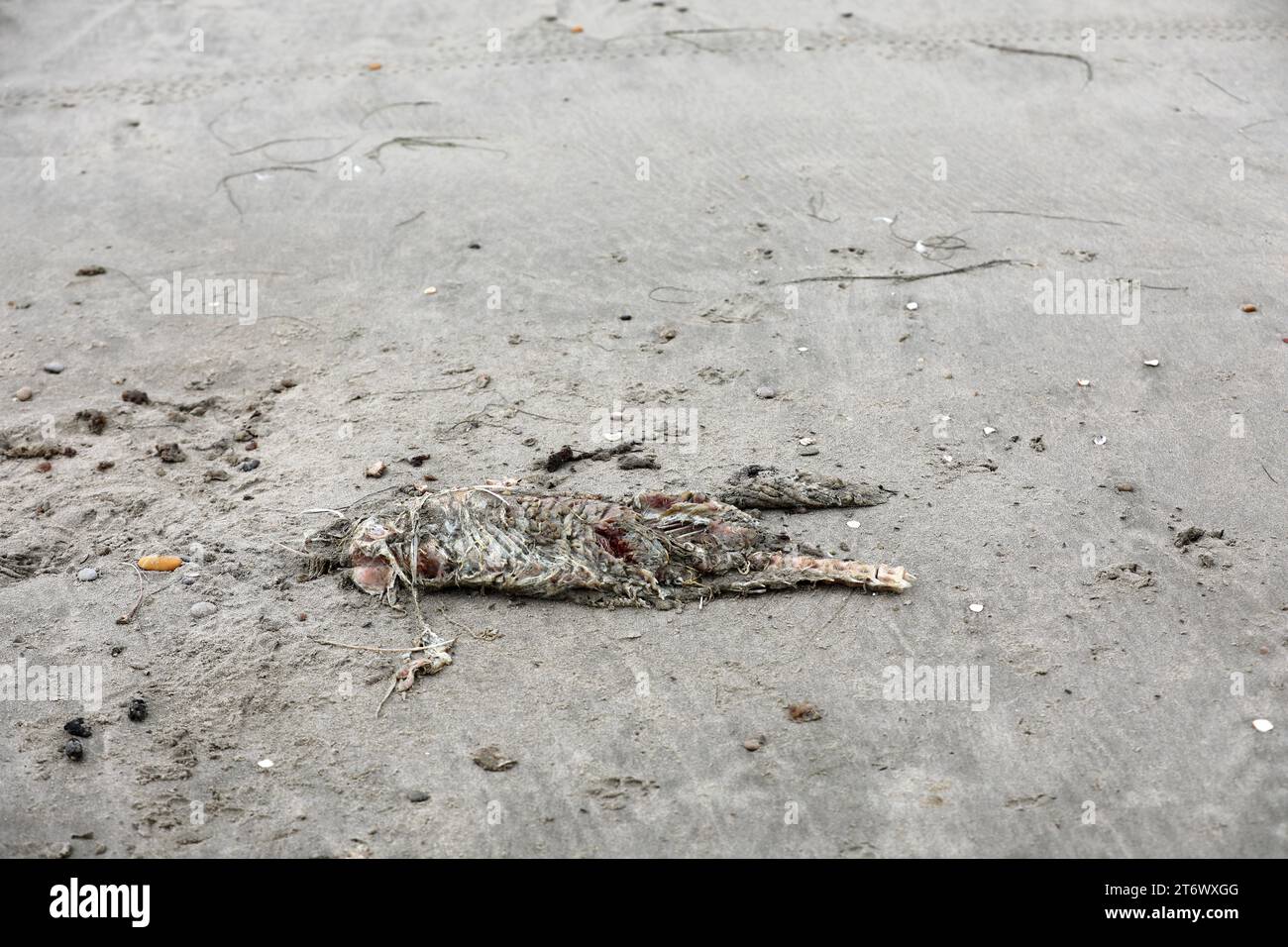 Totes Tier am Strand im Sand Stockfoto