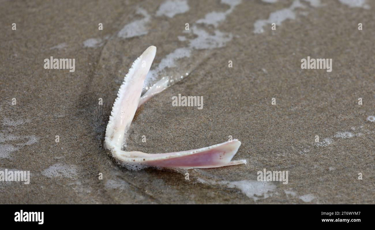 Totes Tier am Strand im Sand Stockfoto