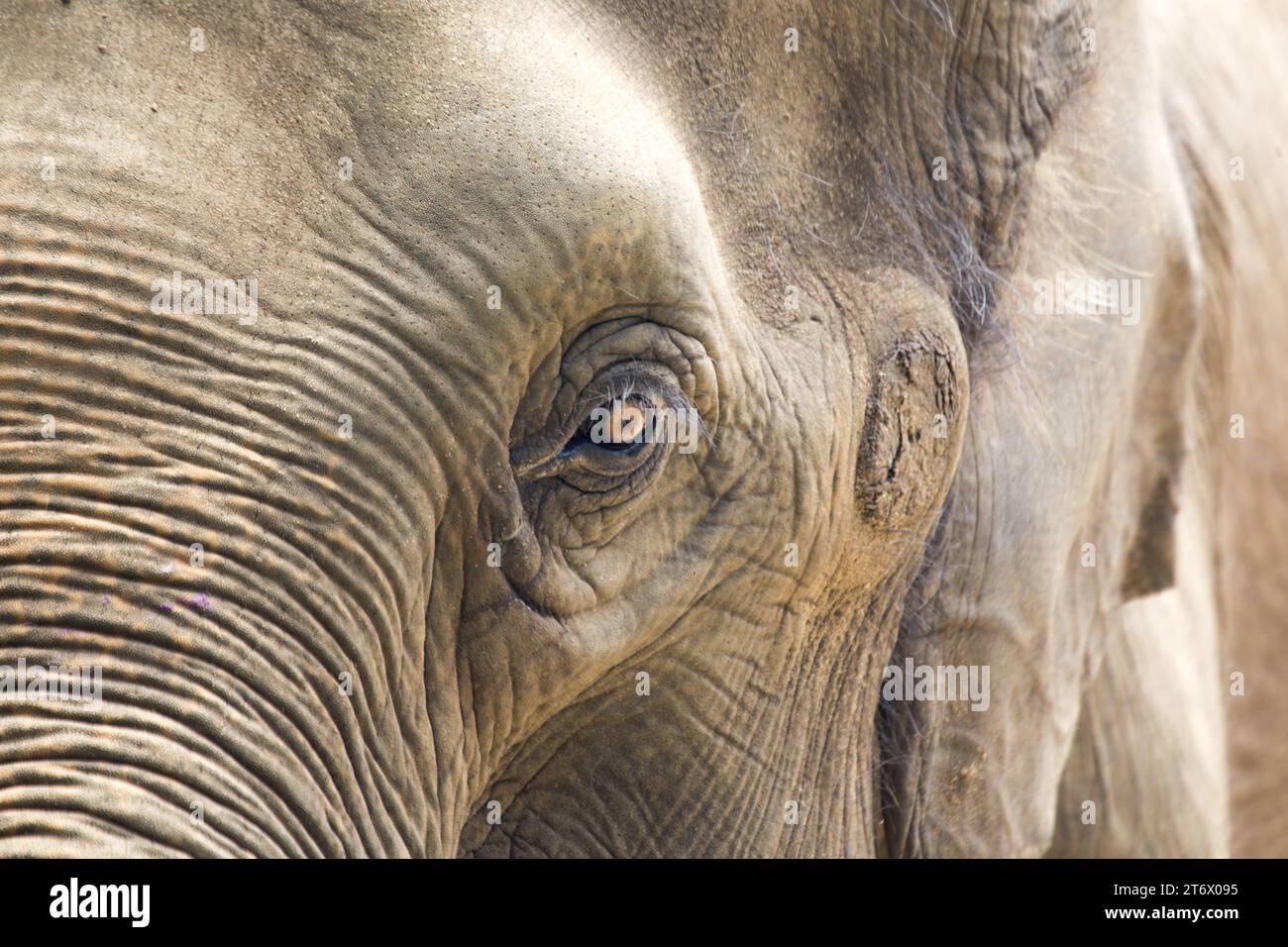 Der Asiatische Elefant (Elephas maximus indicus) ist ein großes, gefährdetes Säugetier, das in Asien beheimatet ist. Sie ist pflanzenfressend und sozial und lebt in Herden von bis zu 100 Tieren Stockfoto