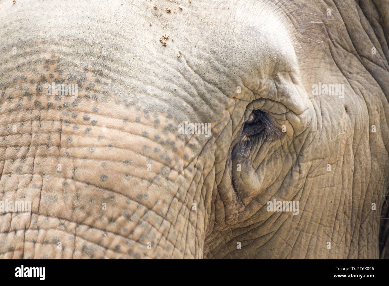 Der Asiatische Elefant (Elephas maximus indicus) ist ein großes, gefährdetes Säugetier, das in Asien beheimatet ist. Sie ist pflanzenfressend und sozial und lebt in Herden von bis zu 100 Tieren Stockfoto