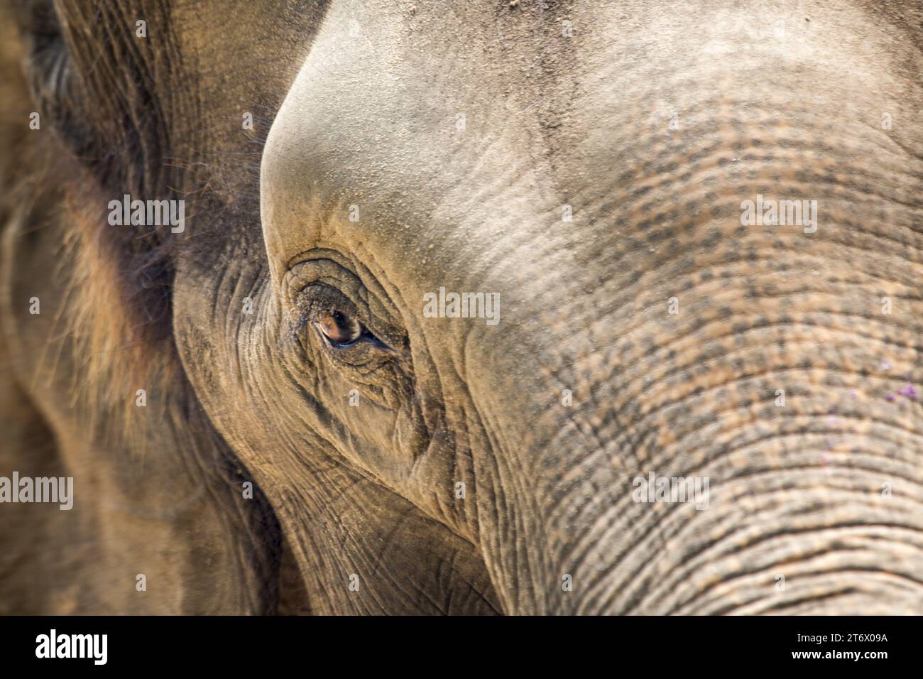 Der Asiatische Elefant (Elephas maximus indicus) ist ein großes, gefährdetes Säugetier, das in Asien beheimatet ist. Sie ist pflanzenfressend und sozial und lebt in Herden von bis zu 100 Tieren Stockfoto