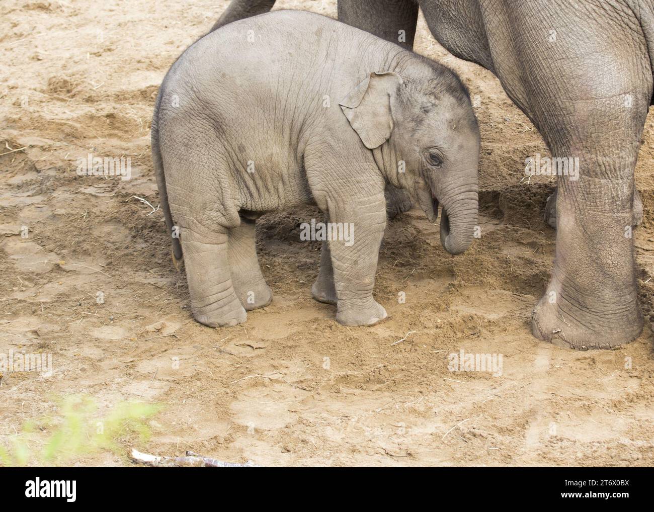 Der Asiatische Elefant (Elephas maximus indicus) ist ein großes, gefährdetes Säugetier, das in Asien beheimatet ist. Sie ist pflanzenfressend und sozial und lebt in Herden von bis zu 100 Tieren Stockfoto