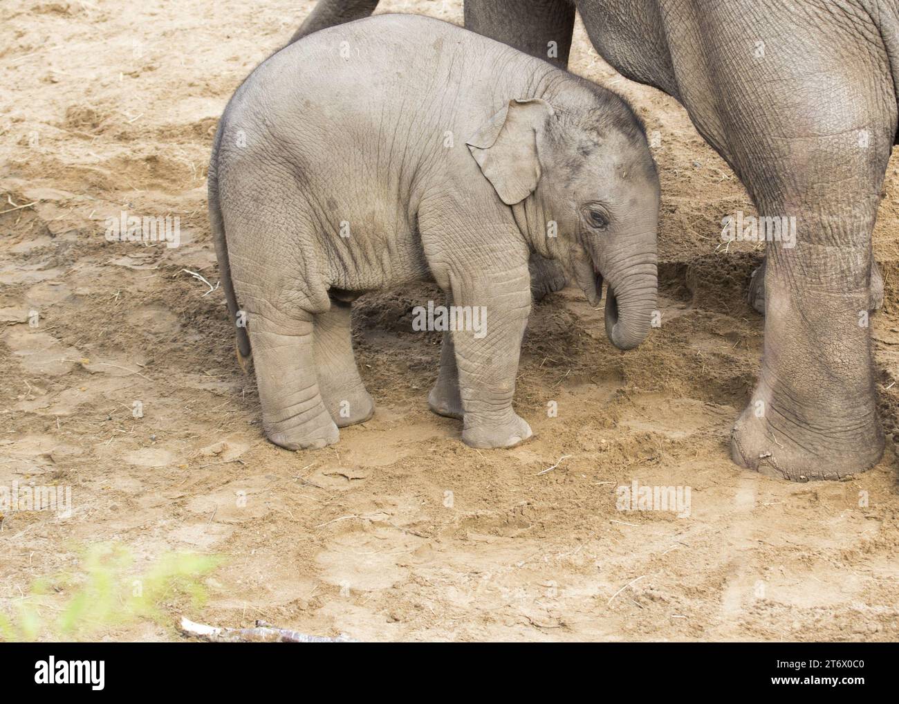 Der Asiatische Elefant (Elephas maximus indicus) ist ein großes, gefährdetes Säugetier, das in Asien beheimatet ist. Sie ist pflanzenfressend und sozial und lebt in Herden von bis zu 100 Tieren Stockfoto