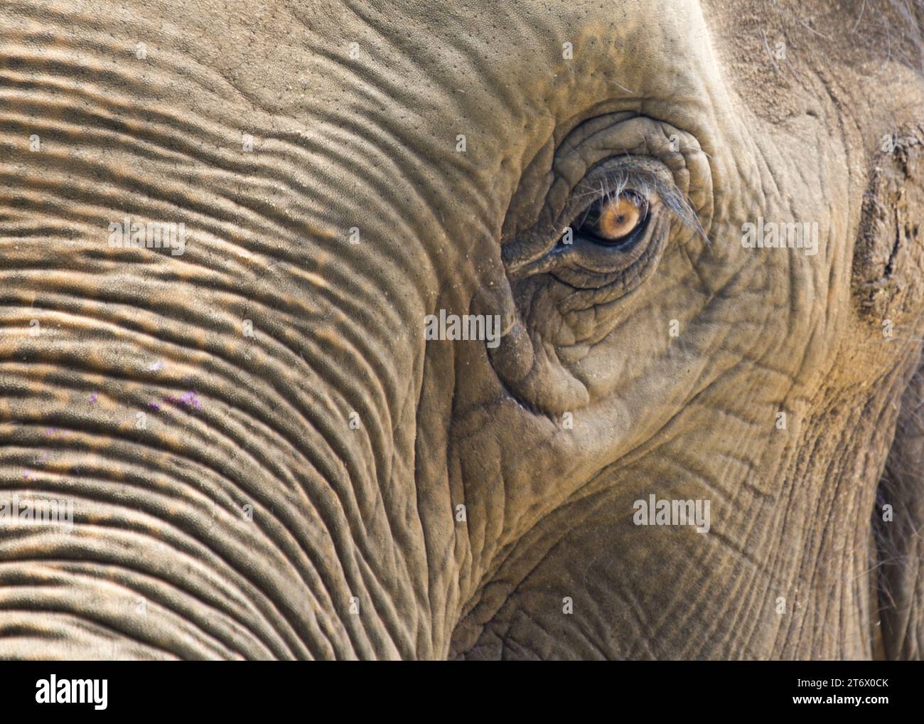 Der Asiatische Elefant (Elephas maximus indicus) ist ein großes, gefährdetes Säugetier, das in Asien beheimatet ist. Sie ist pflanzenfressend und sozial und lebt in Herden von bis zu 100 Tieren Stockfoto