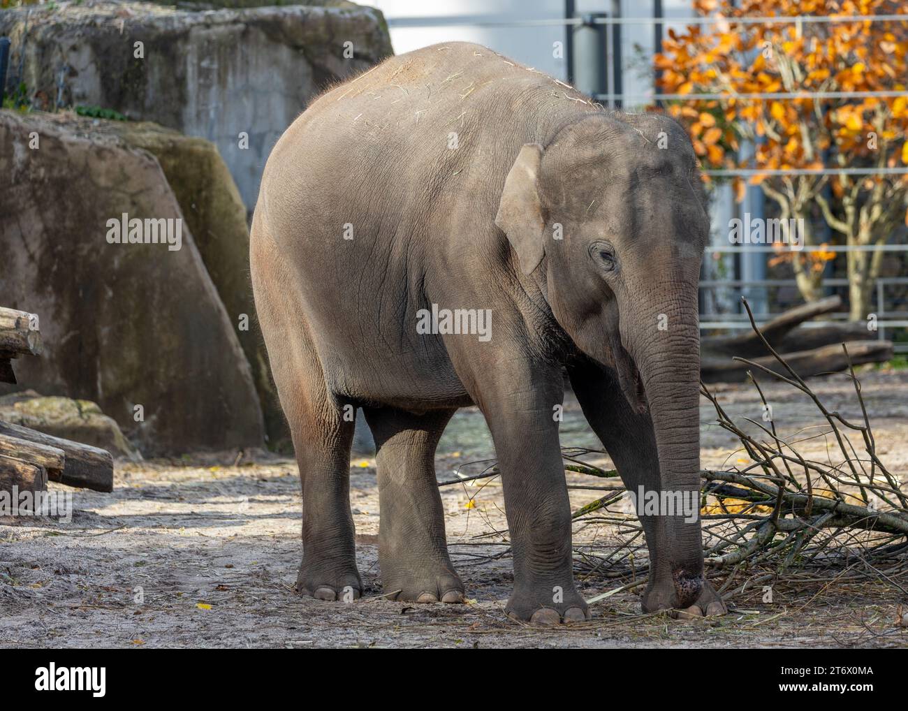 Der Asiatische Elefant (Elephas maximus indicus) ist ein großes, gefährdetes Säugetier, das in Asien beheimatet ist. Sie ist pflanzenfressend und sozial und lebt in Herden von bis zu 100 Tieren Stockfoto