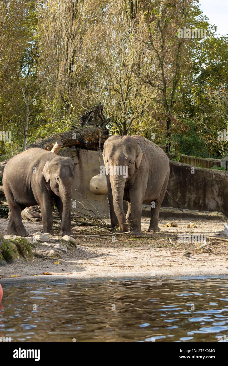 Der Asiatische Elefant (Elephas maximus indicus) ist ein großes, gefährdetes Säugetier, das in Asien beheimatet ist. Sie ist pflanzenfressend und sozial und lebt in Herden von bis zu 100 Tieren Stockfoto