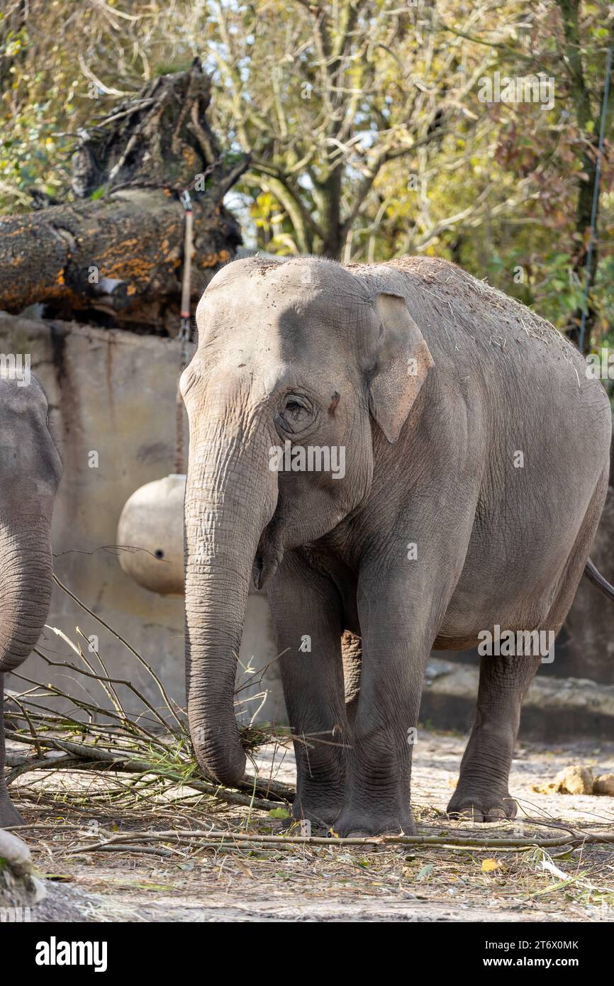Der Asiatische Elefant (Elephas maximus indicus) ist ein großes, gefährdetes Säugetier, das in Asien beheimatet ist. Sie ist pflanzenfressend und sozial und lebt in Herden von bis zu 100 Tieren Stockfoto
