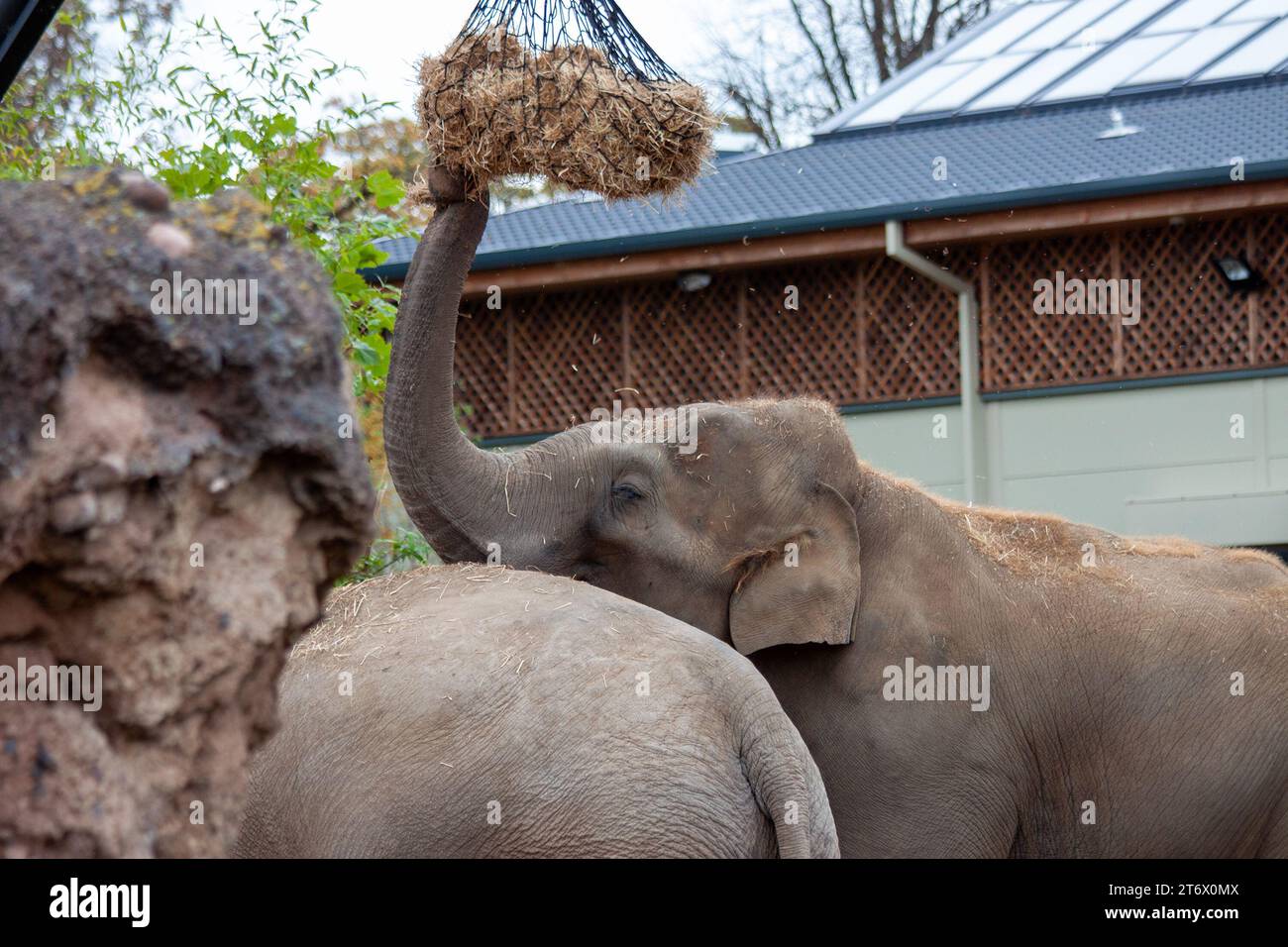 Der Asiatische Elefant (Elephas maximus indicus) ist ein großes, gefährdetes Säugetier, das in Asien beheimatet ist. Sie ist pflanzenfressend und sozial und lebt in Herden von bis zu 100 Tieren Stockfoto