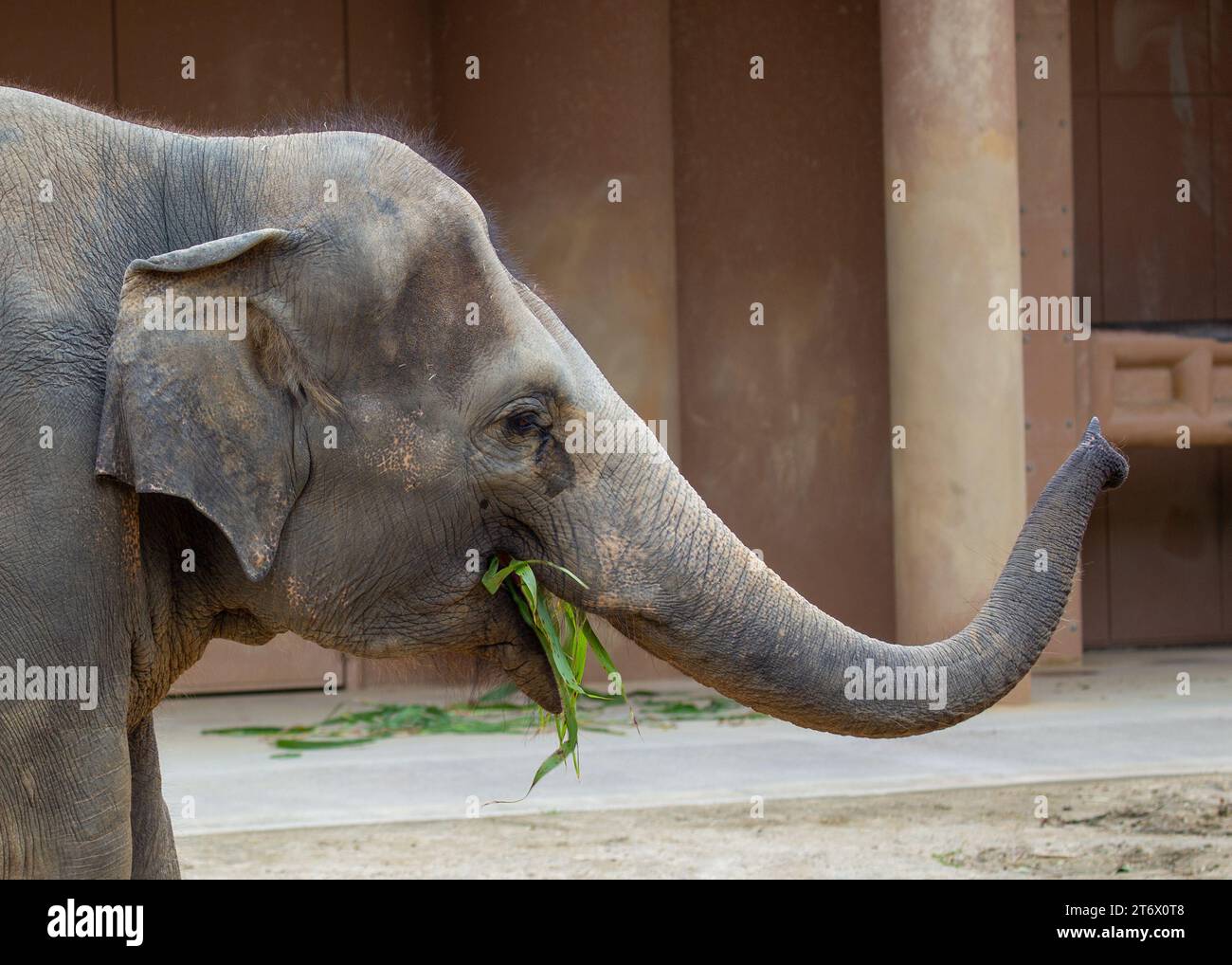 Der Asiatische Elefant (Elephas maximus indicus) ist ein großes, gefährdetes Säugetier, das in Asien beheimatet ist. Sie ist pflanzenfressend und sozial und lebt in Herden von bis zu 100 Tieren Stockfoto