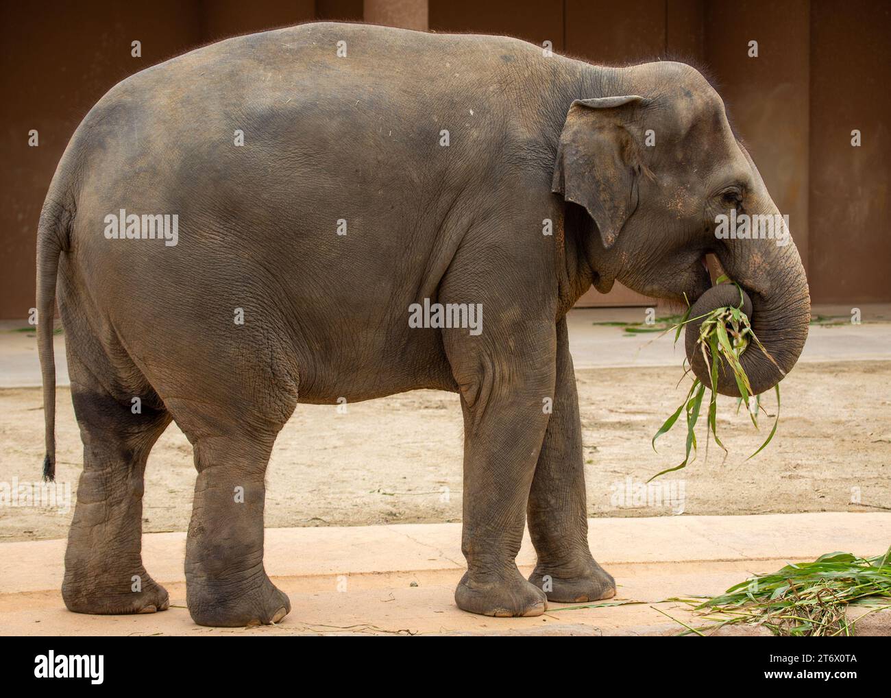 Der Asiatische Elefant (Elephas maximus indicus) ist ein großes, gefährdetes Säugetier, das in Asien beheimatet ist. Sie ist pflanzenfressend und sozial und lebt in Herden von bis zu 100 Tieren Stockfoto