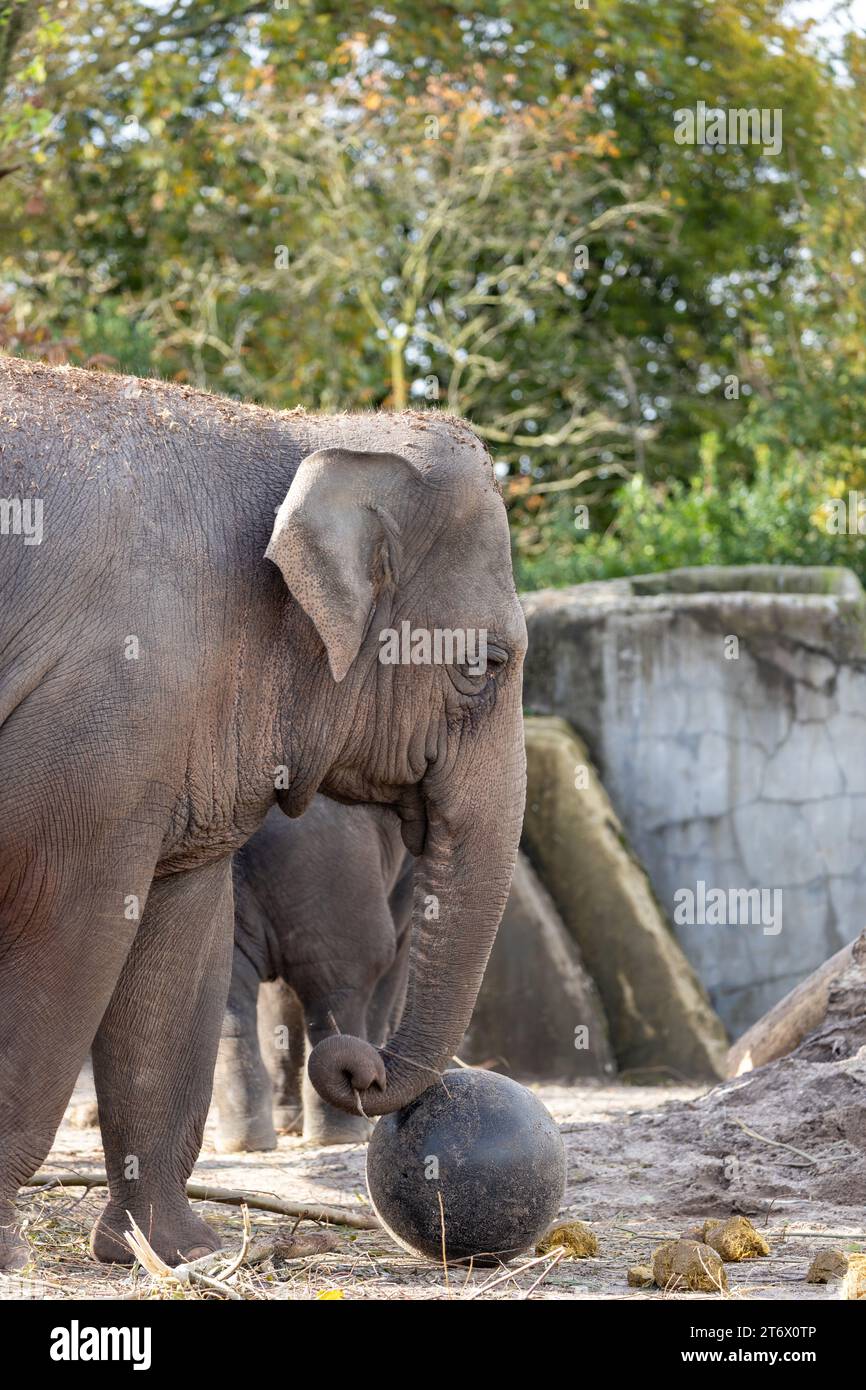 Der Asiatische Elefant (Elephas maximus indicus) ist ein großes, gefährdetes Säugetier, das in Asien beheimatet ist. Sie ist pflanzenfressend und sozial und lebt in Herden von bis zu 100 Tieren Stockfoto