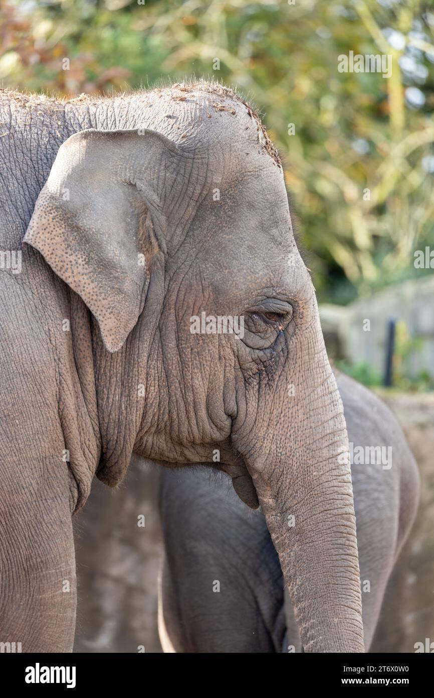 Der Asiatische Elefant (Elephas maximus indicus) ist ein großes, gefährdetes Säugetier, das in Asien beheimatet ist. Sie ist pflanzenfressend und sozial und lebt in Herden von bis zu 100 Tieren Stockfoto
