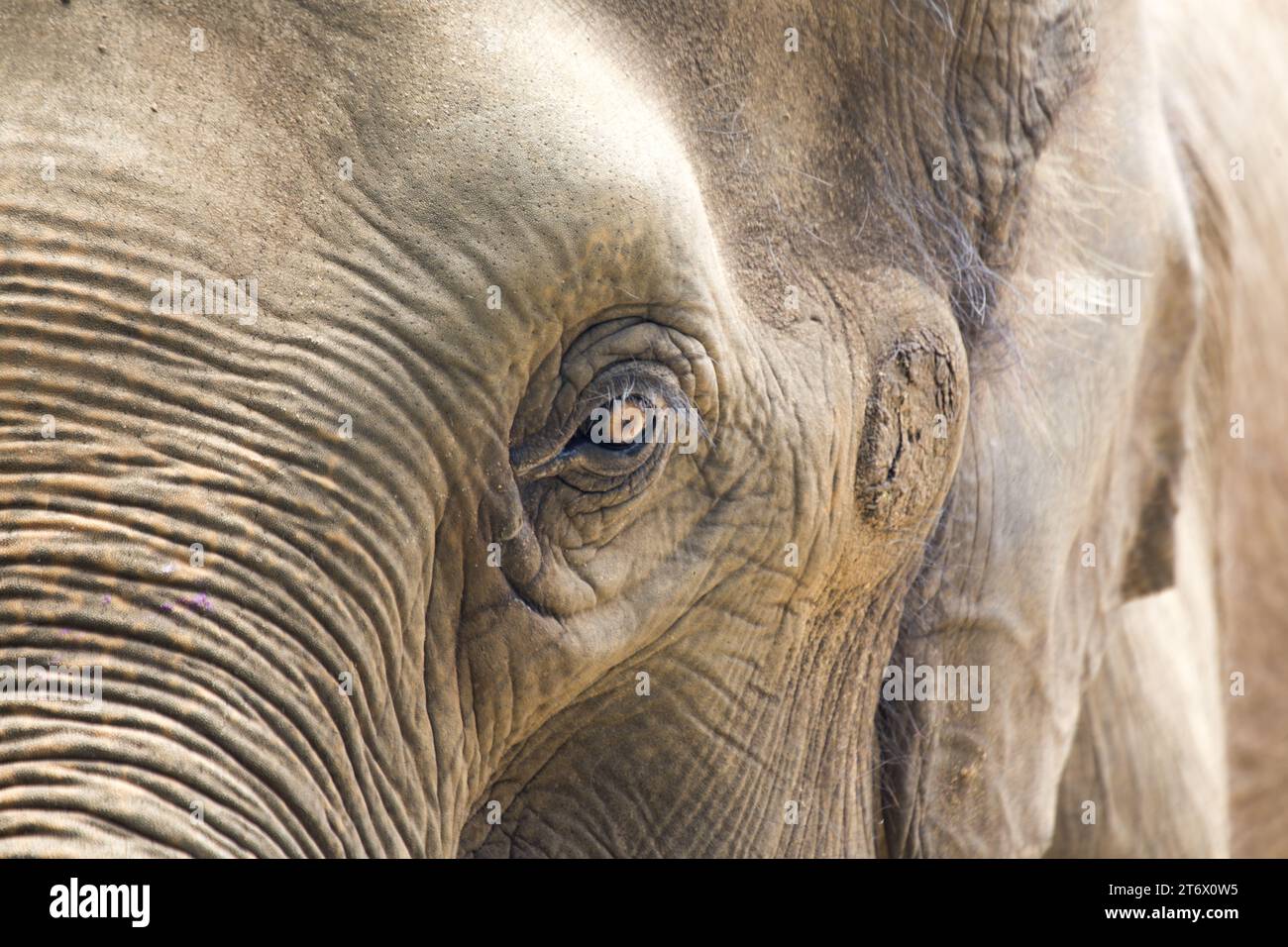 Der Asiatische Elefant (Elephas maximus indicus) ist ein großes, gefährdetes Säugetier, das in Asien beheimatet ist. Sie ist pflanzenfressend und sozial und lebt in Herden von bis zu 100 Tieren Stockfoto