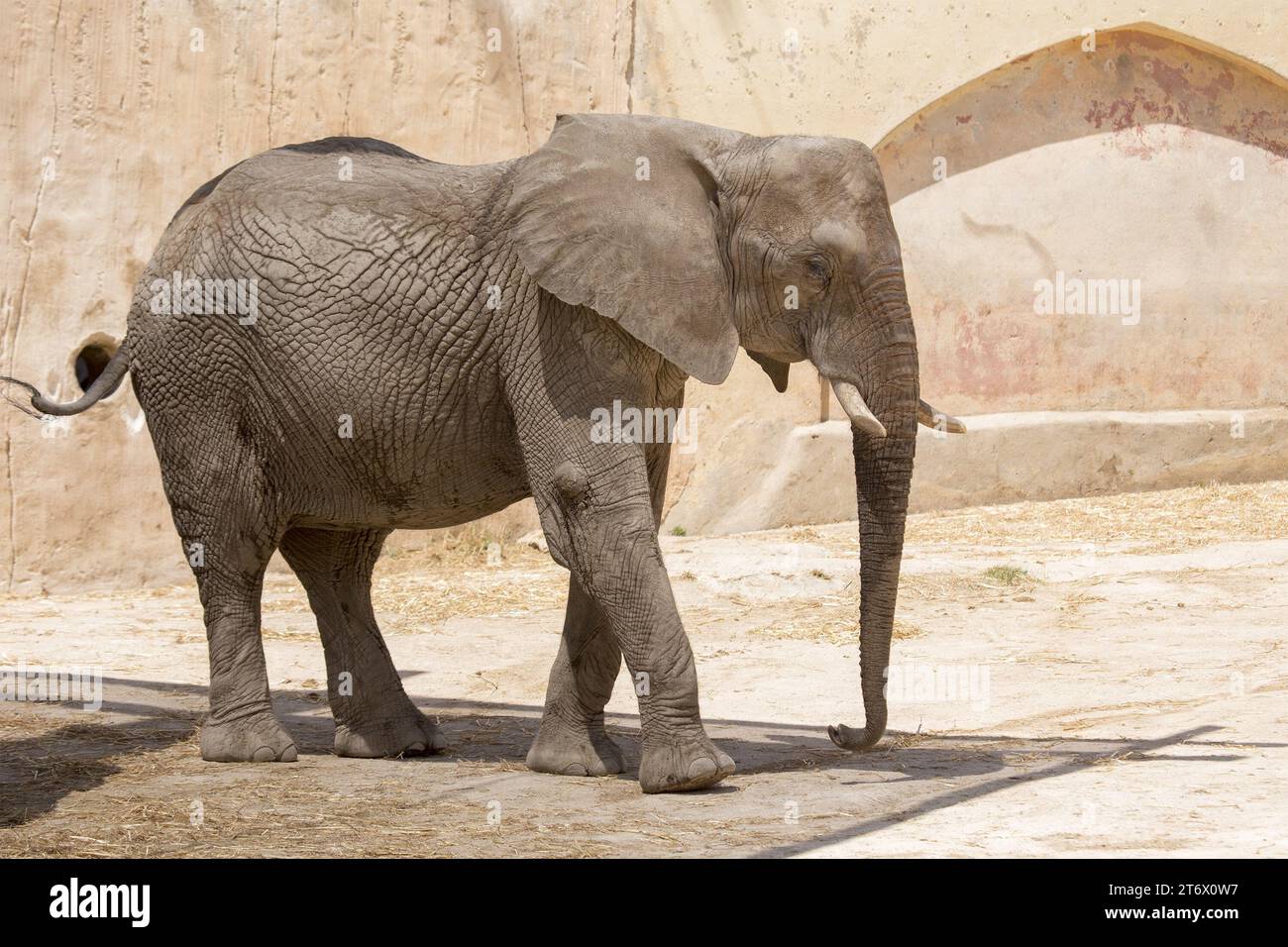 Der Asiatische Elefant (Elephas maximus indicus) ist ein großes, gefährdetes Säugetier, das in Asien beheimatet ist. Sie ist pflanzenfressend und sozial und lebt in Herden von bis zu 100 Tieren Stockfoto