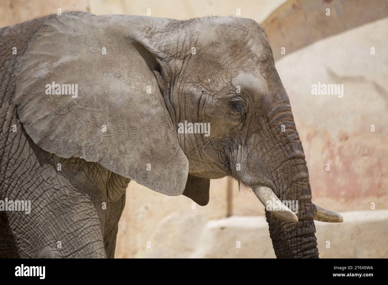 Der Asiatische Elefant (Elephas maximus indicus) ist ein großes, gefährdetes Säugetier, das in Asien beheimatet ist. Sie ist pflanzenfressend und sozial und lebt in Herden von bis zu 100 Tieren Stockfoto
