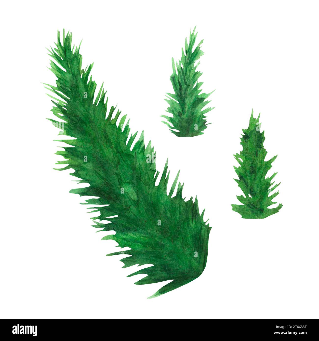 Aquarellabbildung Tannenzweige. ClipArt für Winterferien, immergrüne Kiefernpartien. Weihnachten und Neujahr grüne Nadelbäume Pflanzenelemente isoliert auf Stockfotografie