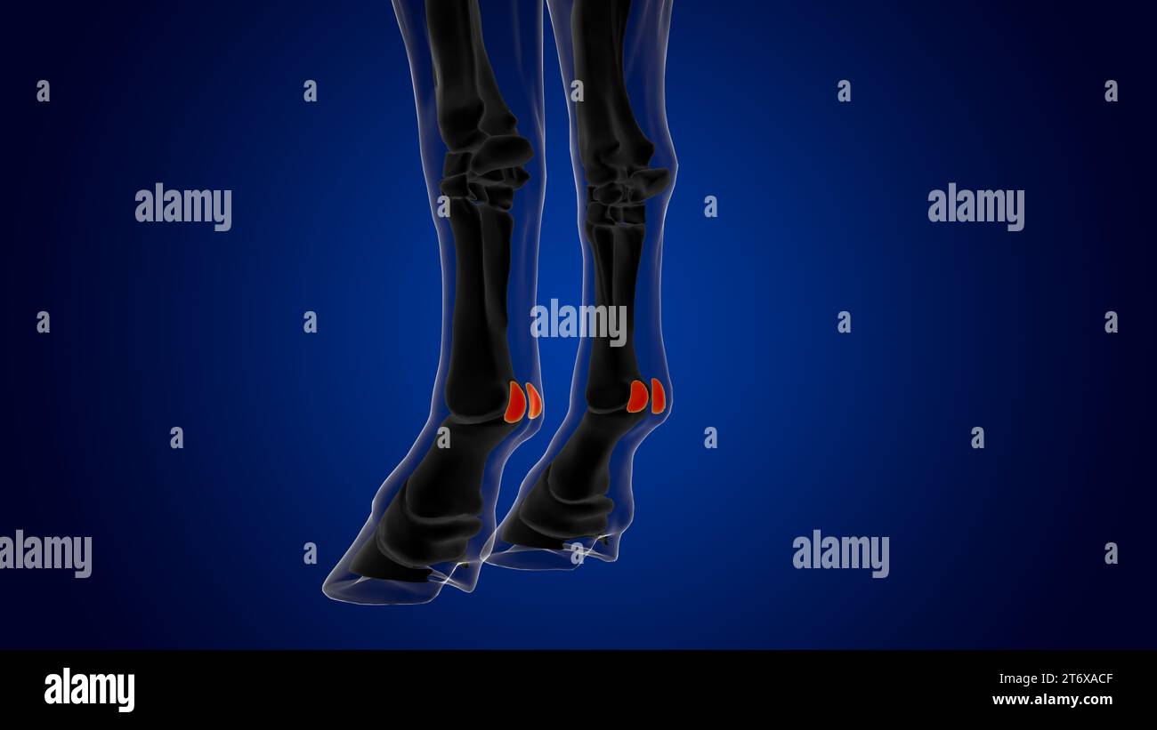 Die proximale sesamoide Knochenskelettanatomie des Pferdes für das medizinische Konzept-3D-Rendering Stockfoto