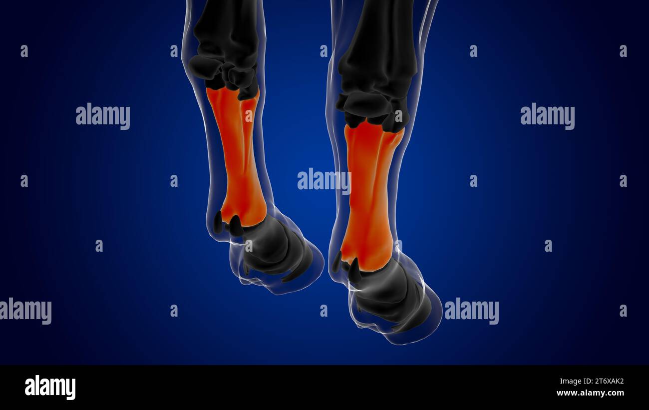 Kanonenknochen-Skelett-Anatomie für medizinisches Konzept-3D-Rendering Stockfoto