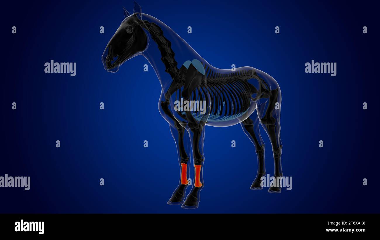 Kanonenknochen-Skelett-Anatomie für medizinisches Konzept-3D-Rendering Stockfoto