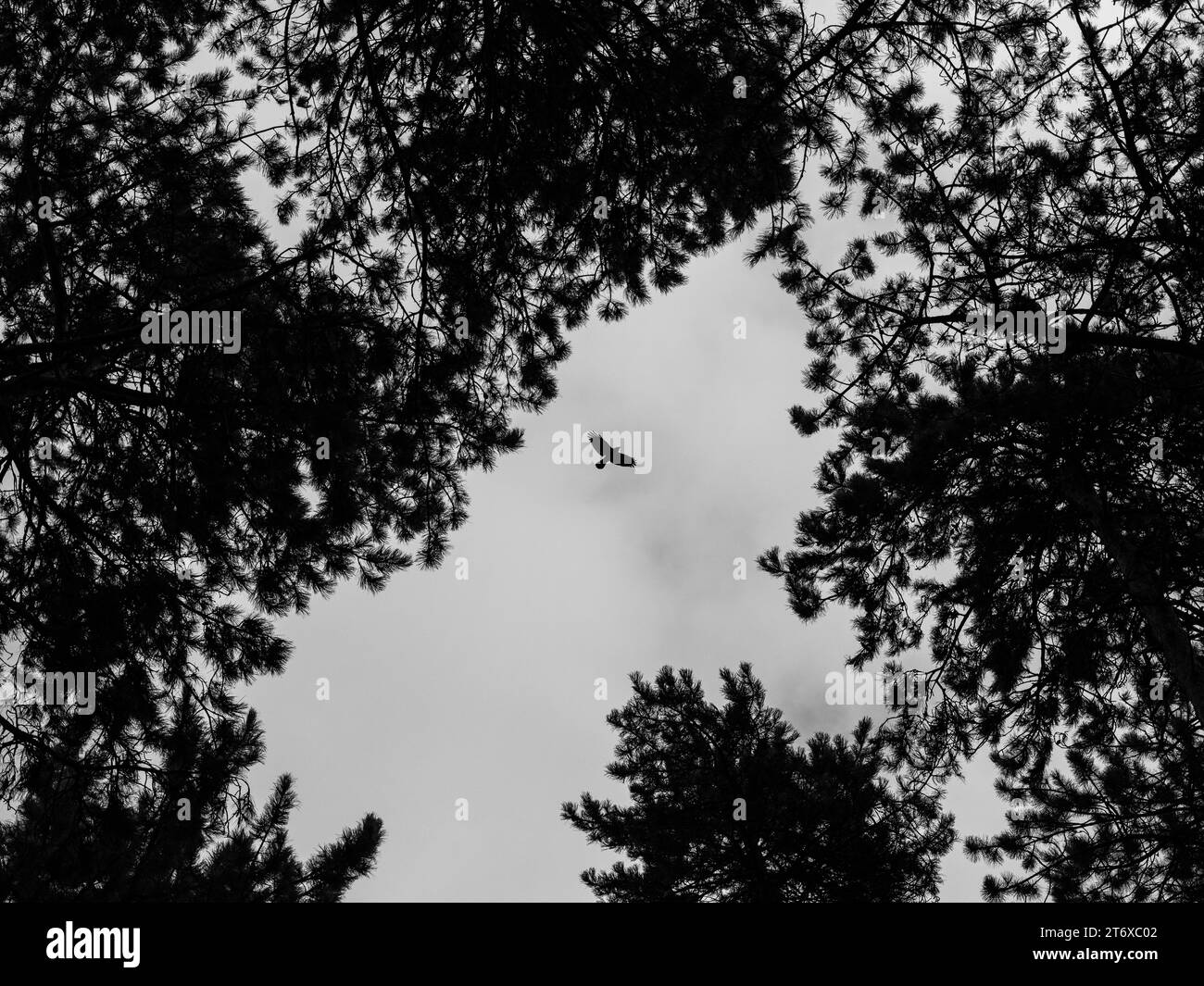 Ein Vogel, der über einem Baumdach fliegt. Stockfoto