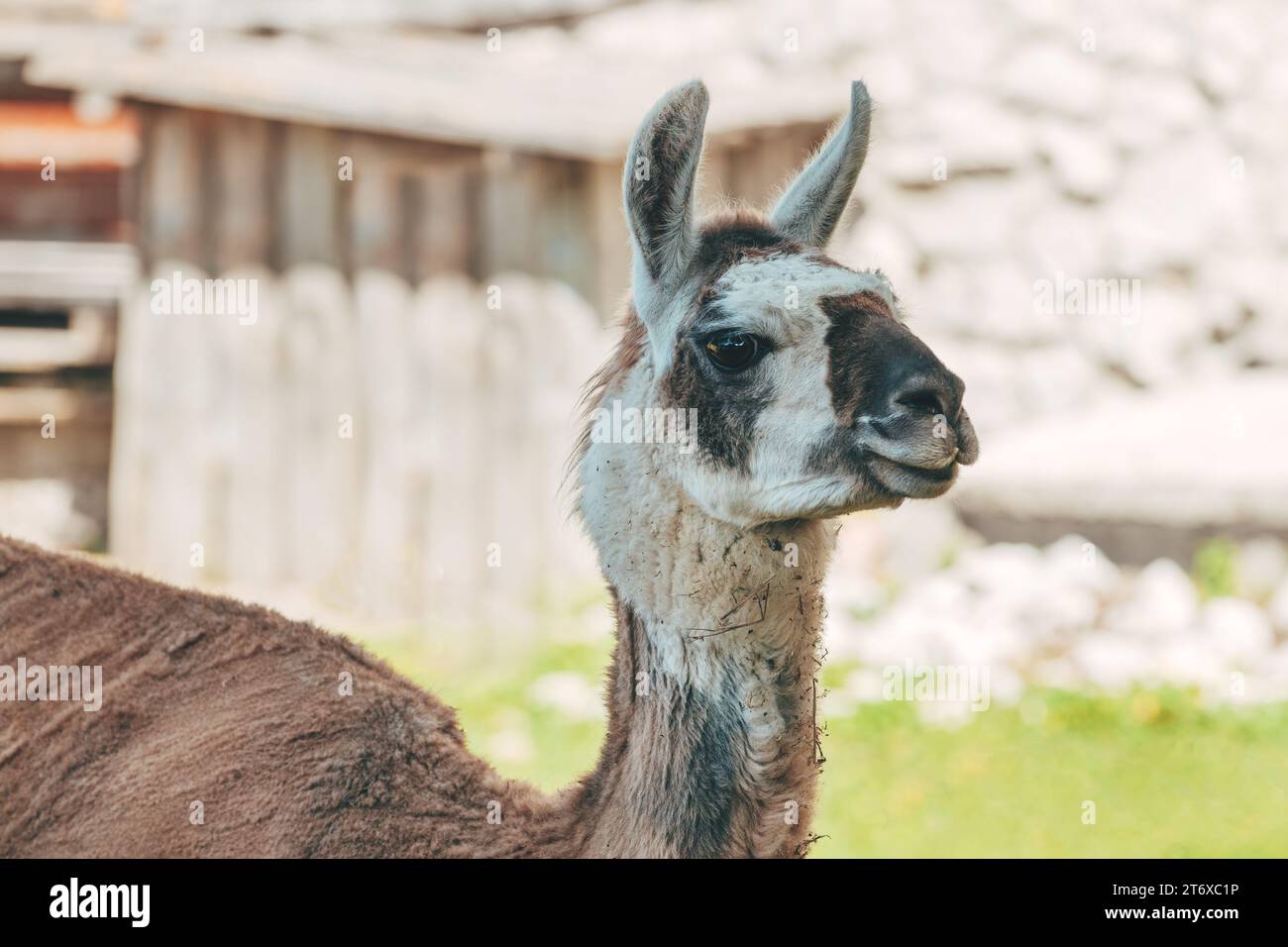 Lama im Ranch-Stall an sonnigem Tag, selektiver Fokus Stockfoto