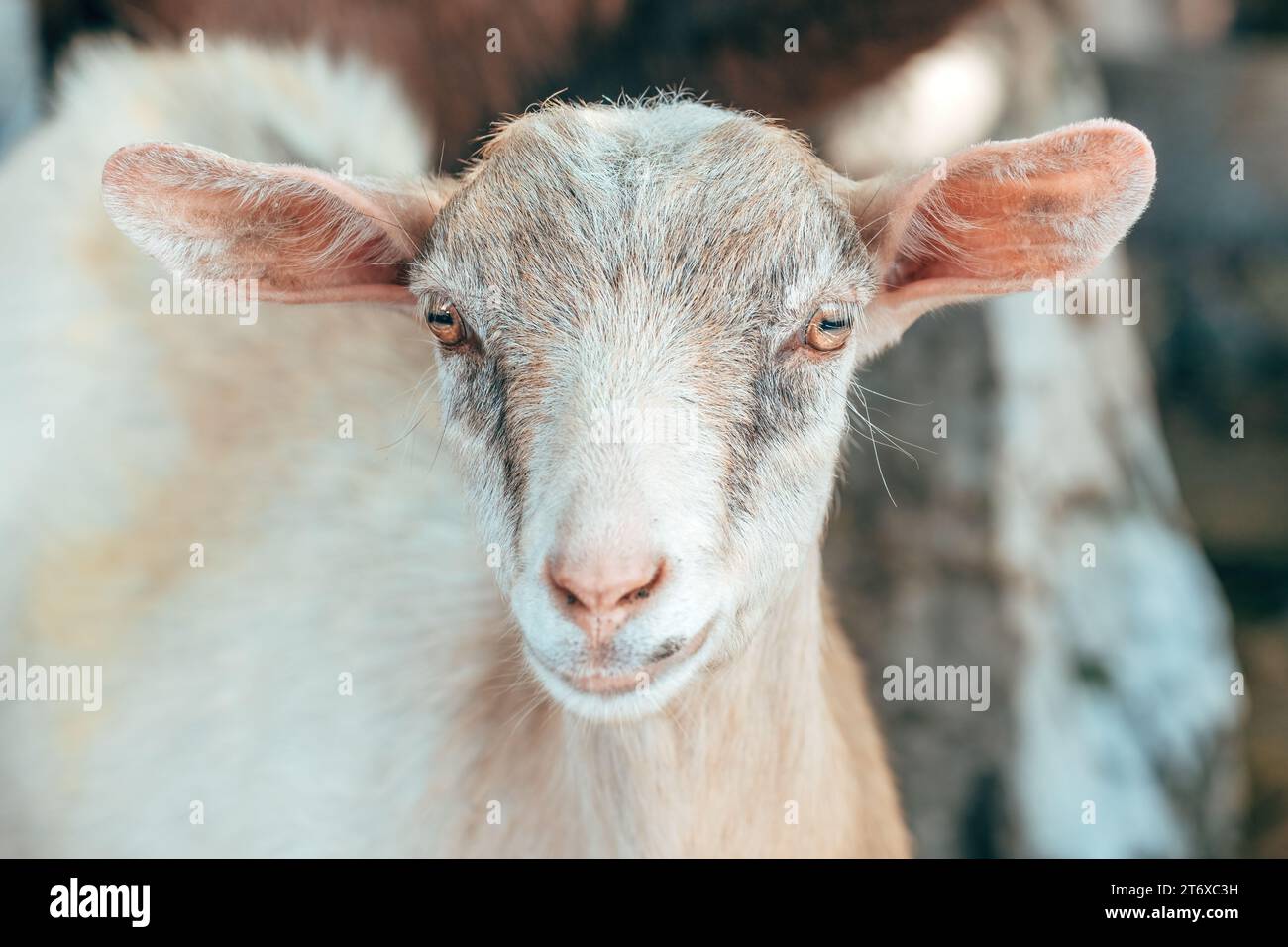 Ziege im Käfig auf der Milchfarm, selektiver Fokus Stockfoto