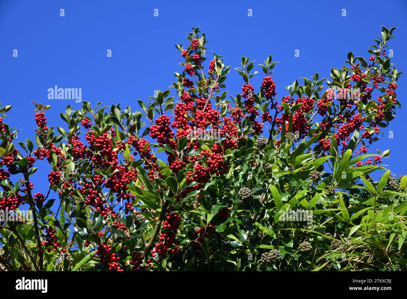 Holly Beeren und blauer Himmel Stockfoto