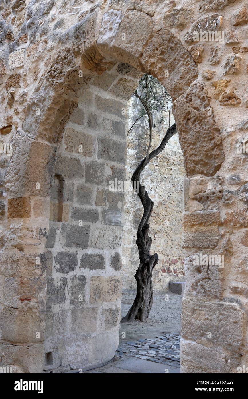 Ein Baum auf dem Hof der Burg St. George (Castelo de Sao Jorge) in Lissabon, Portugal Stockfoto