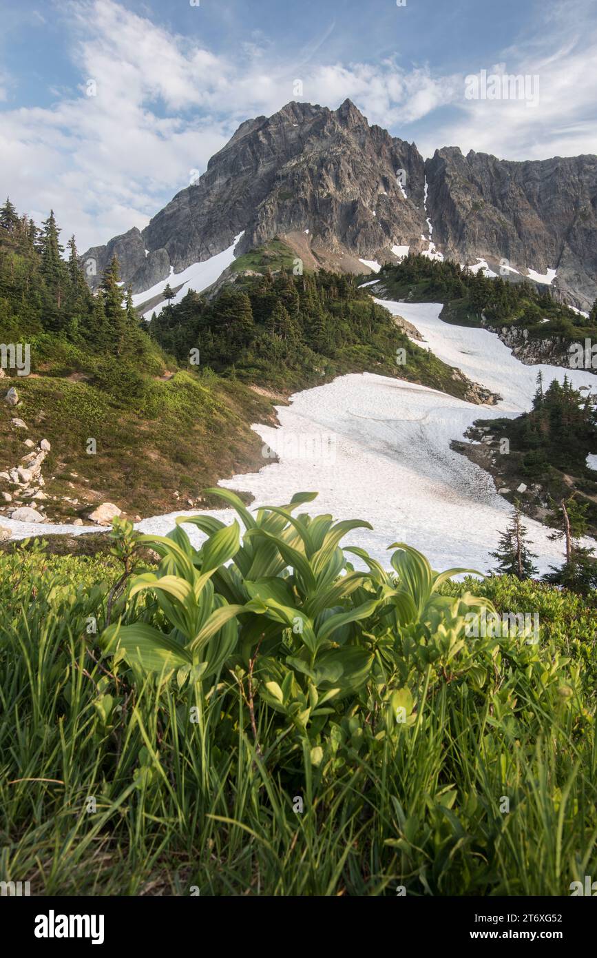 Malerische Landschaft, vertikales Format, auf dem Weg zum Cascade Pass, North Cascades National Park, Marblemount, Washington, USA Stockfoto