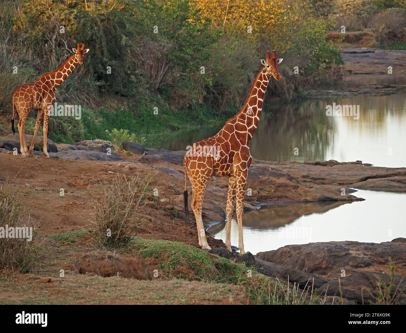 2 zwei vorsichtige Netzgiraffen (Giraffa camelopardalis reticulata), die beim Trinken am Fluss im weichen Morgenlicht gefährdet sind Laikipia, Kenia, Afrika Stockfoto