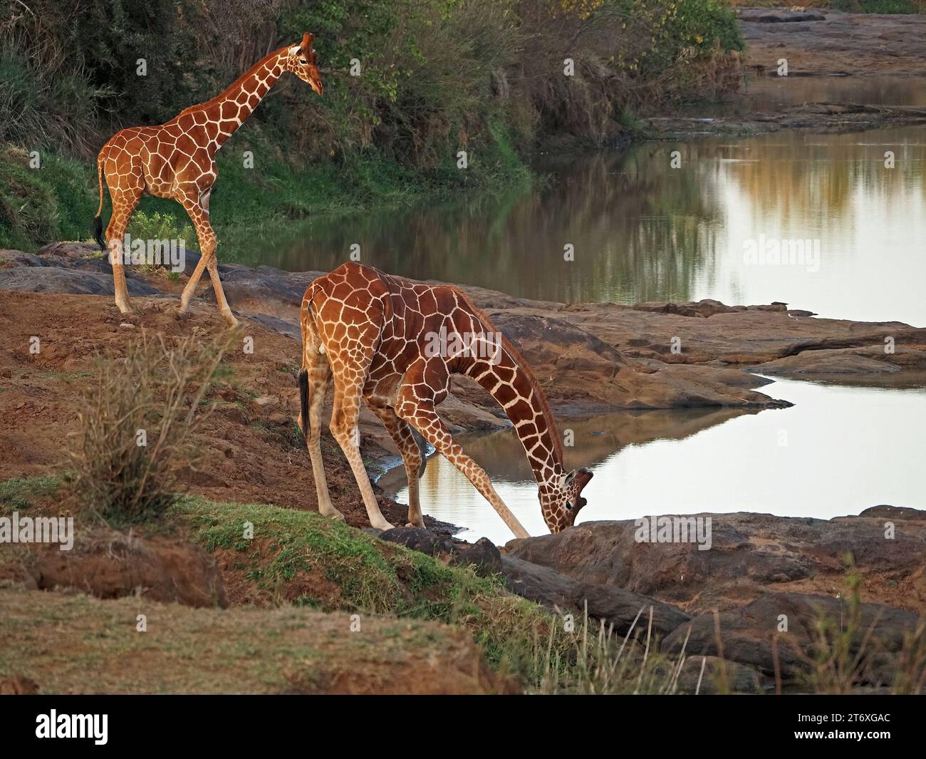 2 zwei gefährdete Netzgiraffen (Giraffa camelopardalis reticulata) trinken im Fluss im weichen Morgenlicht Laikipia, Kenia, Afrika Stockfoto