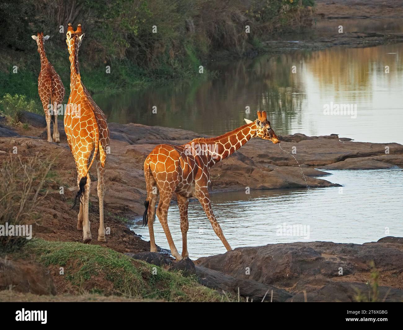 3 Netzgiraffen (Giraffa camelopardalis reticulata) trinken am Fluss - eine tropft - im goldenen Morgenlicht - Laikipia, Kenia, Afrika Stockfoto
