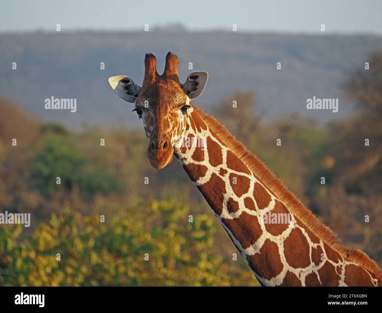 Porträt der vorsichtigen Netzgiraffe (Giraffa camelopardalis reticulata) mit feinen Ossikonen im sanften goldenen Morgenlicht Laikipia, Kenia, Afrika Stockfoto