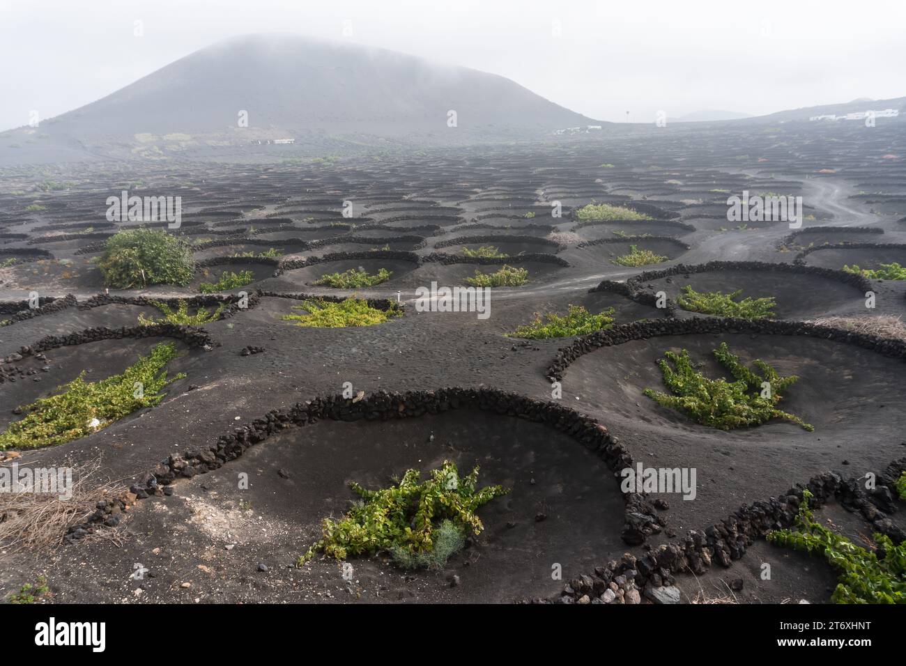 Blick auf Geria, eine der charakteristischsten und einzigartigsten landwirtschaftlichen Landschaften von Lanzarote an einem nebeligen Tag Stockfoto